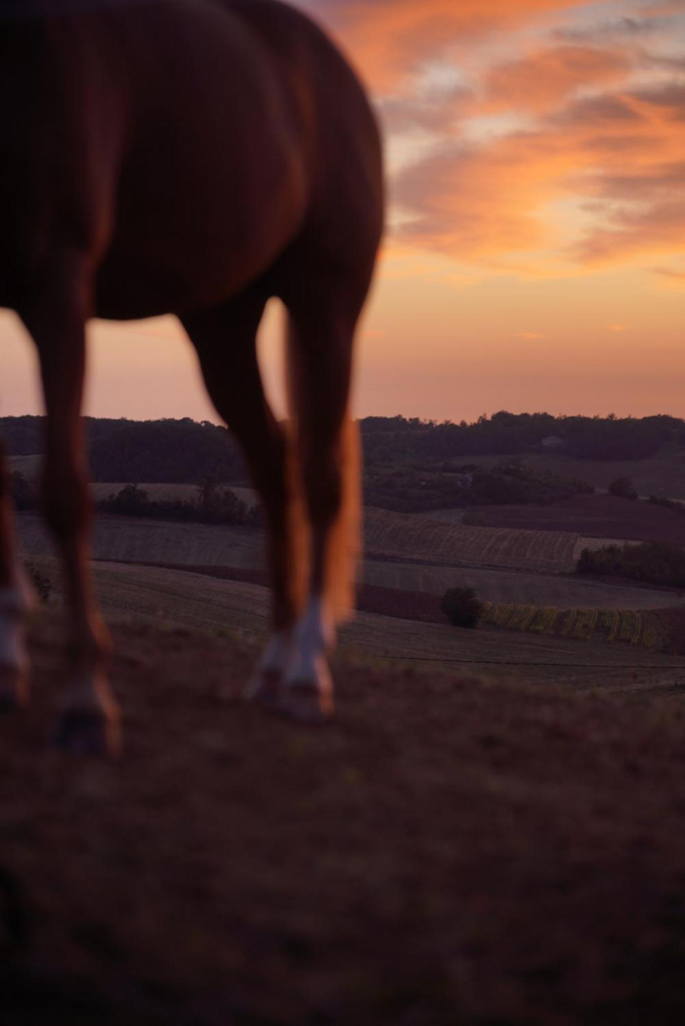 Logement Entier De Charme, Gite Equestre Gers Flamarens Eksteriør billede