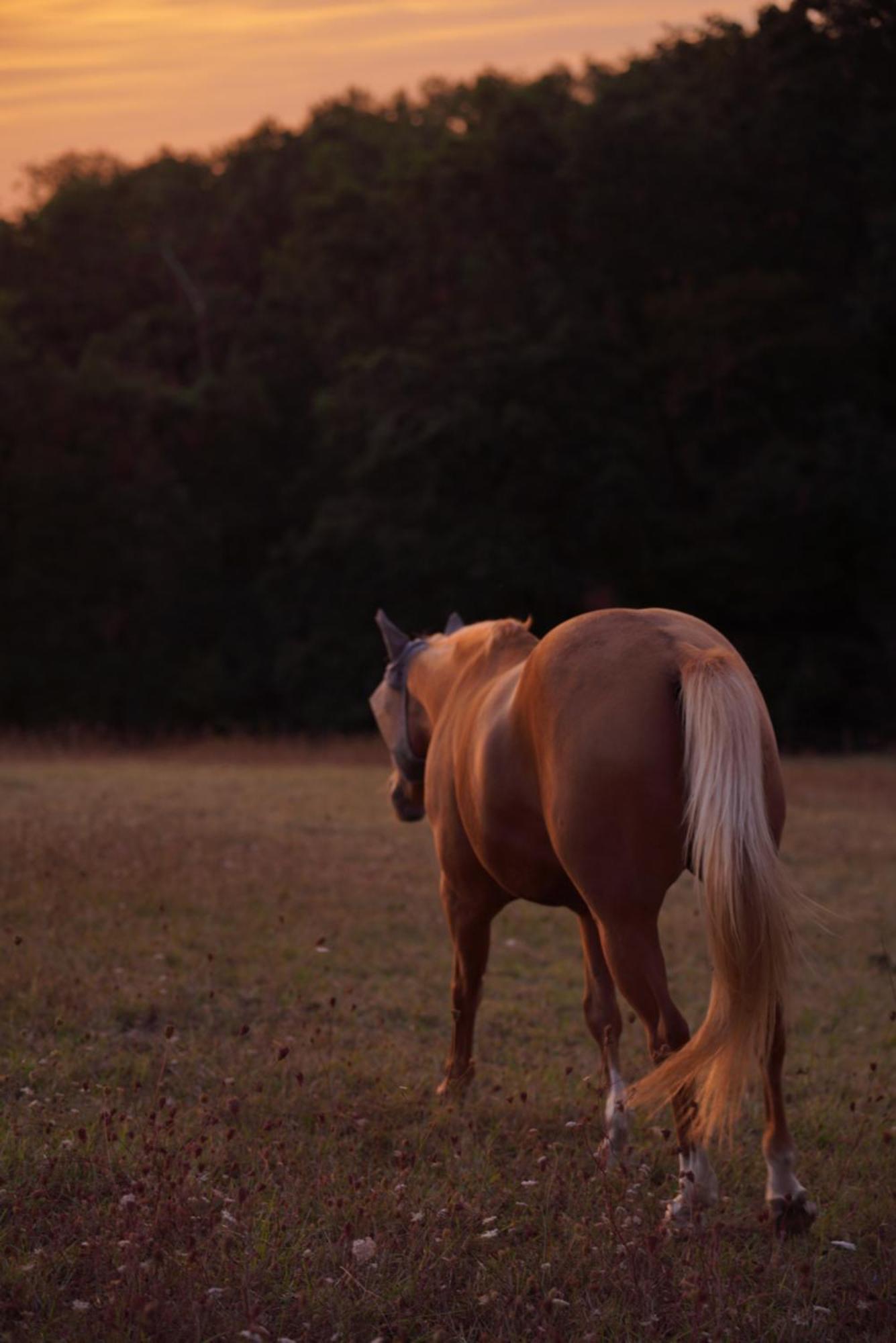 Logement Entier De Charme, Gite Equestre Gers Flamarens Eksteriør billede