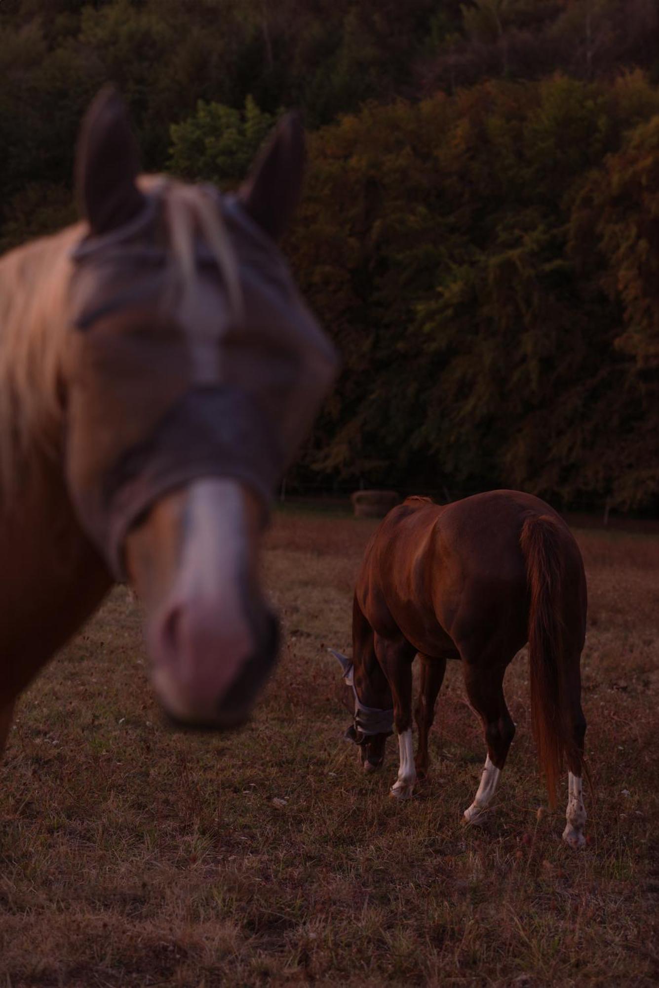 Logement Entier De Charme, Gite Equestre Gers Flamarens Eksteriør billede